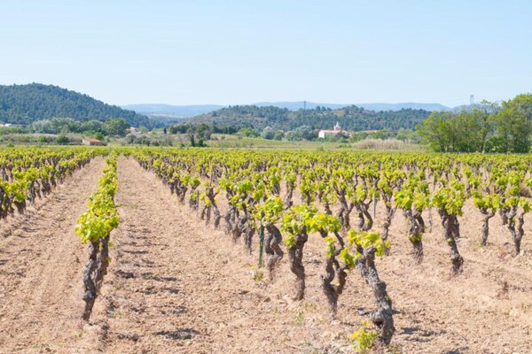 Foto van Vakantiehuis in Montbrun met Zwembad & Wijngaarden - AreaSummer20KM