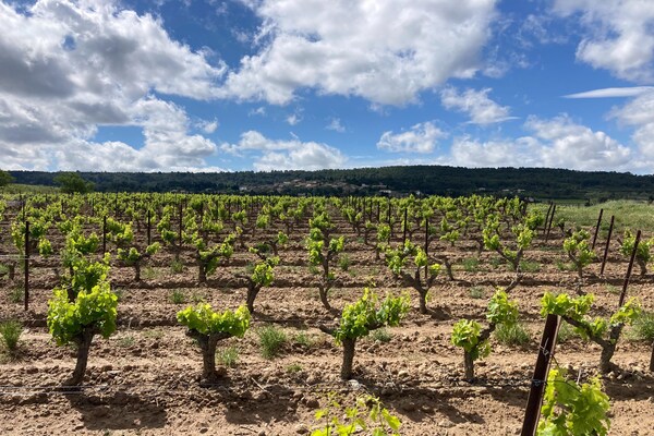 Foto van Comfortabele villa met jacuzzi - Vakantiehuis in Montbrun-des-Corbières - AreaSummer1KM