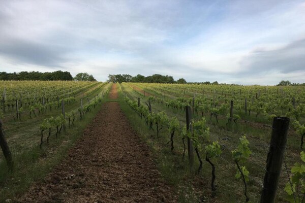 Foto van Rustige ontsnapping in de Dordogne - Vakantiehuis in Montferrand-Du-Périgord - AreaSummer20KM
