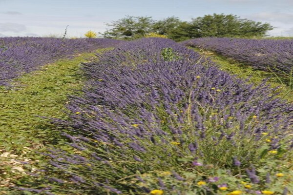 Foto van Hoogtepunten van natuur en avontuur - Vakantiehuis in Lus-La Croix-Haute - AreaSummer20KM