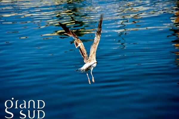 Foto van Appartementen voor 4 personen - Vakantiehuis in LE GRAU DU ROI - Untagged