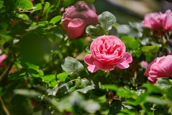 Foto van Alpenverblijf met balkon - Vakantiehuis in Auris en Oisans - AreaSummer20KM