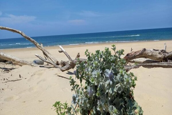 Foto van Appartement in Frankrijk met Balkon - Vakantiehuis in Moliets - AreaSummer20KM