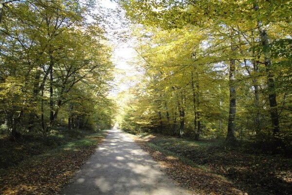 Foto van Vakantiehuis in Chilleurs bij Château - Vakantiehuis in Chilleurs-aux-Bois - AreaSummer20KM
