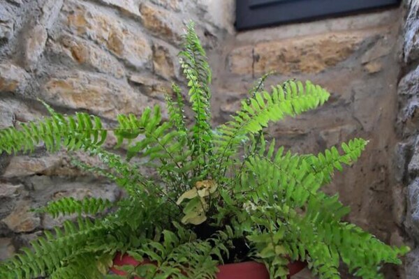 Foto van Gîte de France 4 personen - Vakantiehuis in CHANAC - 