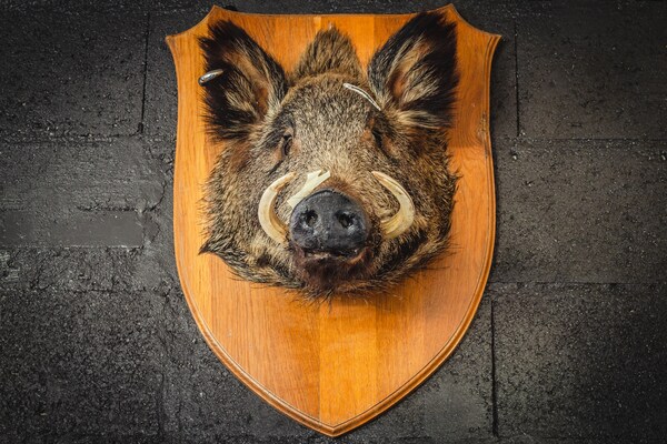 Foto van Saint-Quirin Tuinverblijf - Vakantiehuis in Saint-Quirin - Ambiance