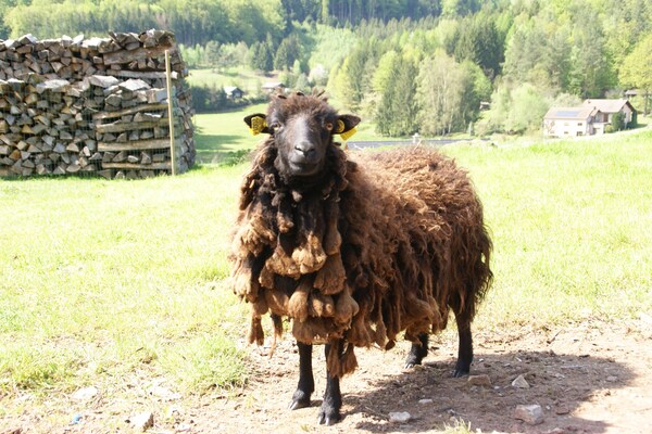 Foto van Vakantiehuis in Walscheid bij bos en meren - Vakantiehuis in Walscheid Eigenthal - Ambiance