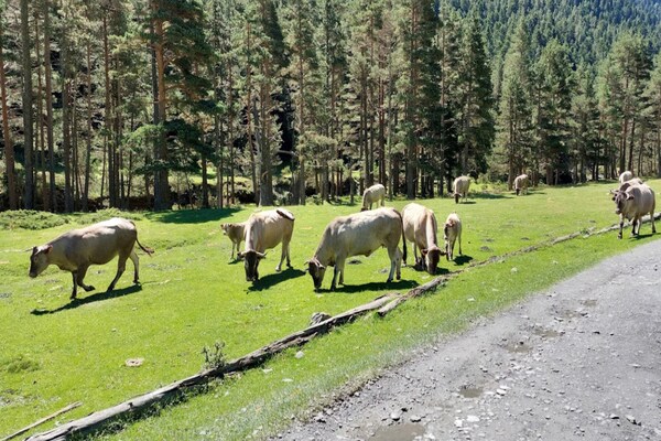 Foto van Appartement in dorpscentrum met bergzicht - Vakantiehuis in ST LARY SOULAN - AreaSummer5KM