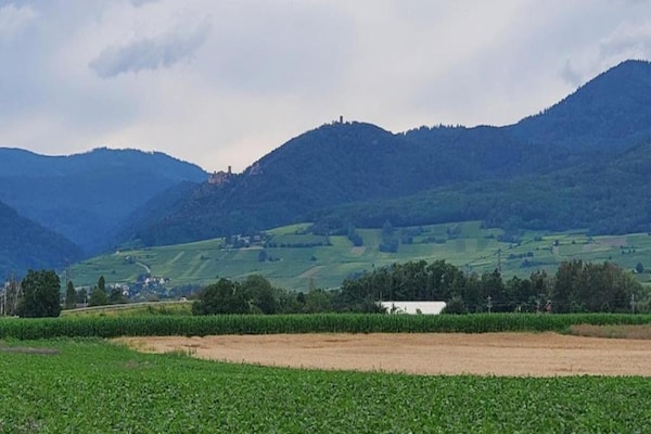 Foto van Appartement in Bergheim bij Elzas Wijngaarden - Vakantiehuis in Bergheim - AreaSummer5KM