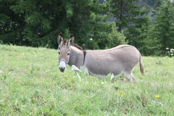 Foto van Appartement in Franse Alpen met zwembad - Vakantiehuis in Saint-Sorlin-d´Arves - AreaSummer20KM