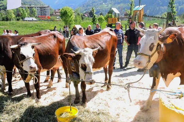 Foto van Appartement in de Abondance-vallei met zwembad - Vakantiehuis in ABONDANCE - Untagged