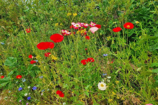 Foto van Cottage in Devon bij Dartmoor & Stranden - Vakantiehuis in Bovey Tracey - AreaSummer5KM