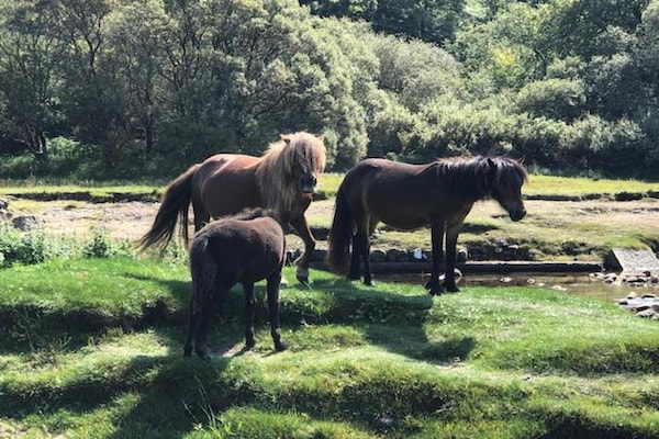 Foto van Cottage in Devon bij Dartmoor & Stranden - Vakantiehuis in Bovey Tracey - AreaSummer20KM