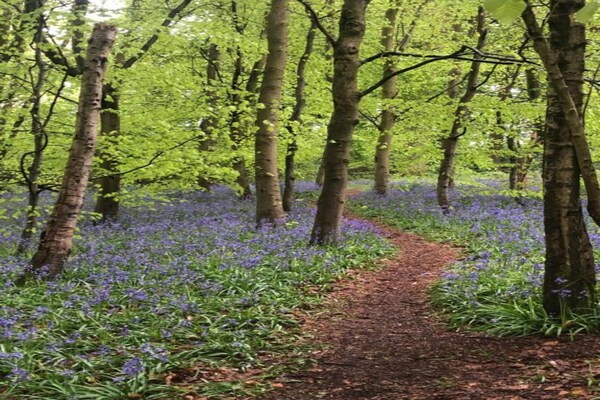 Foto van Cottage bij Netley Hall met wandelpaden - Vakantiehuis in Dorrington - AreaSummer20KM