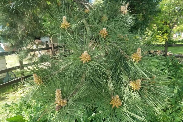 Foto van Cottage in Hemingby bij Lincolnshire Wolds - Vakantiehuis in Hemingby - AreaSummer20KM