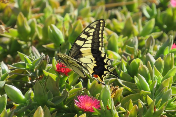Foto van Villa bij Makry Gialos en zandstrand - Vakantiehuis in Makrigialos - GardenSummer