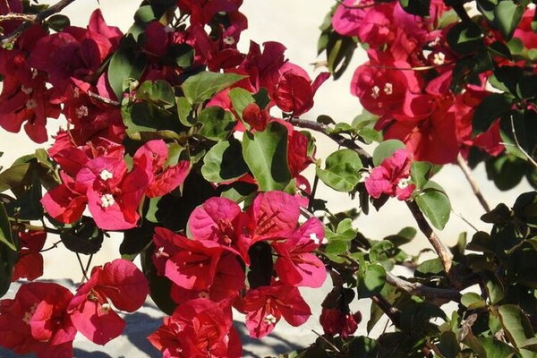 Foto van Villa bij Makry Gialos en zandstrand - Vakantiehuis in Makrigialos - GardenSummer