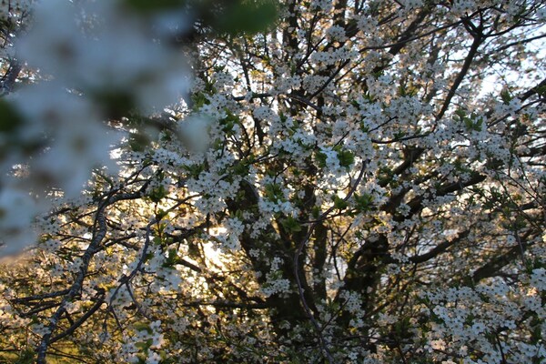 Foto van Apartments Aura - Comfort Studio Apartment 2 with shared swimming pool - Untagged