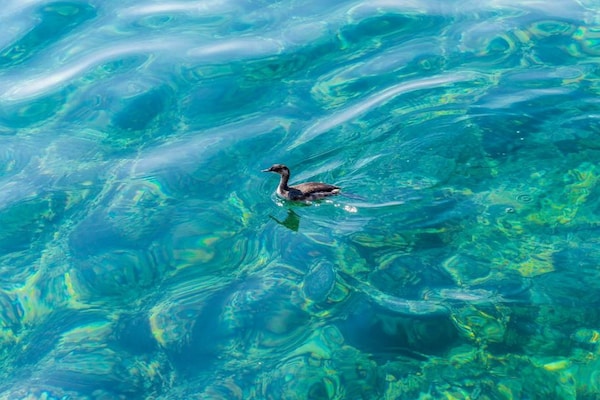 Foto van Apartments Rašica Molunat - One Bedroom Apartment - Ambiance