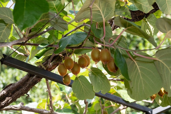 Foto van Apartment Sanja Opatija - Two bedroom apartment with Terrace and sea view - terrace