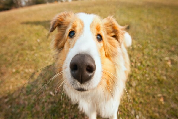 Foto van Appartement in Casale met wijngaard uitzicht - Vakantiehuis in Moncucco Torinese - Ambiance