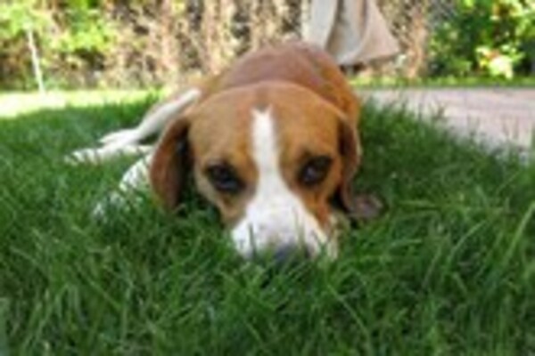 Foto van Appartement in Casale met wijngaard uitzicht - Vakantiehuis in Moncucco Torinese - Ambiance