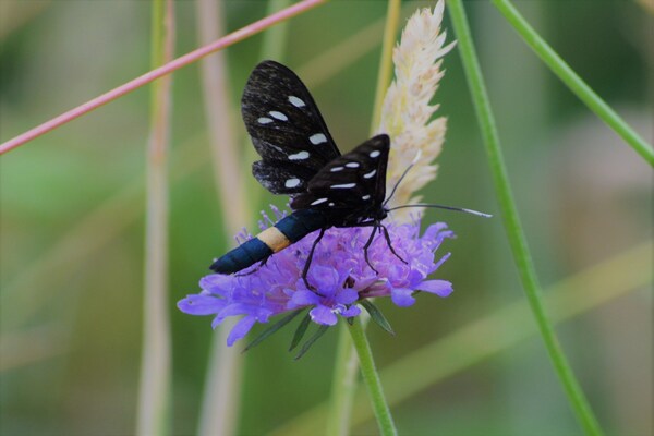 Foto van Bungalow in Sestri Levante vlakbij bos en zee - Vakantiehuis in Sestri Levante - Ambiance