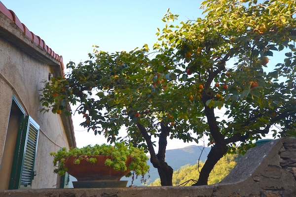 Foto van Rustig verblijf in de Ligurische heuvels - Vakantiehuis in Stellanello - ExteriorSummer