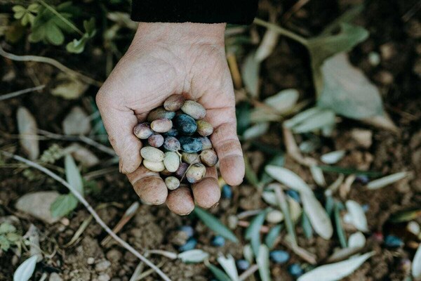 Foto van Casa vacanze Madonna della Neve - Vakantiehuis in diano san pietro - Untagged