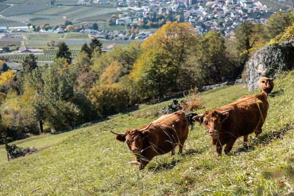 Foto van Kastanje Niederhaushof - Vakantiehuis in Partschins - AreaSummer1KM