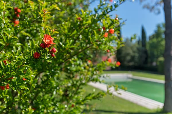 Foto van Verblijf in een tuin en wijnstreek - Vakantiehuis in Rignano Sull'arno - Ambiance