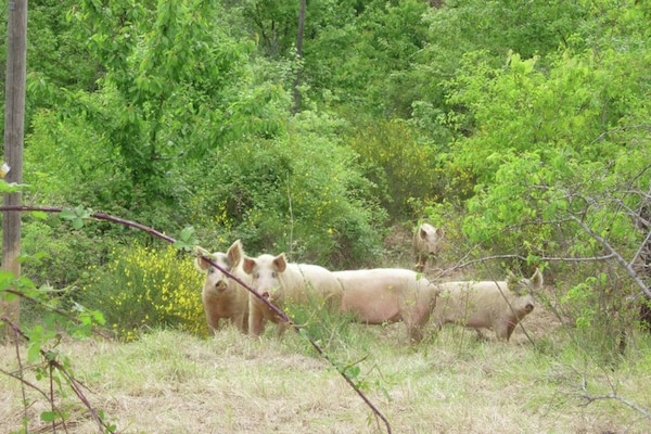 Foto van Boerderij in Poppi met zwembad en tuinen - Vakantiehuis in Poppi - AreaSummer1KM