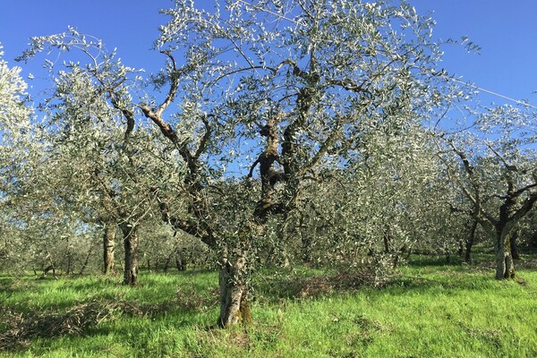 Foto van Bucine Hideaway met zwembad - Vakantiehuis in Bucine (AR) - AreaSummer1KM