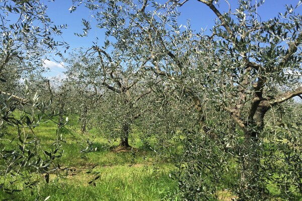Foto van Uitje naar een Toscaans landhuis - Vakantiehuis in Pian di scò - ViewSummer