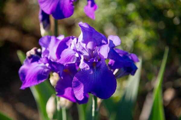 Foto van Vakantiehuis in Cortona - Vakantiehuis in Cortona - AreaSummer20KM