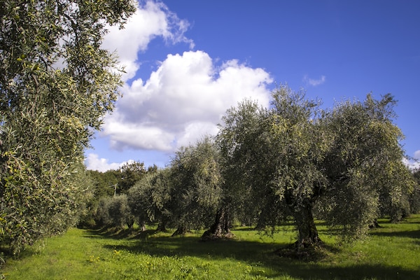 Foto van Huisdiervriendelijke vakantie, Castagneto Carducci - GardenSummer