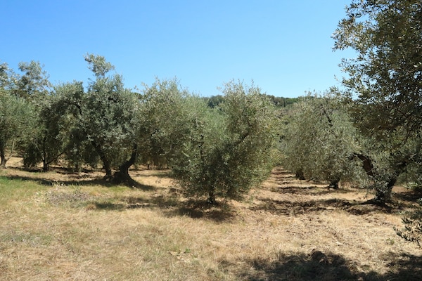 Foto van Huisdiervriendelijke vakantie, Castagneto Carducci - AreaSummer1KM