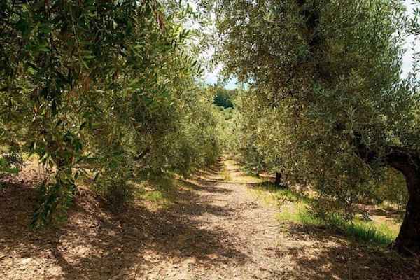 Foto van Huisdiervriendelijke vakantie, Castagneto Carducci - AreaSummer5KM