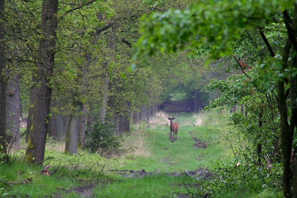 Foto van Huisje in Veluwe bij Bospark - Vakantiehuis in Garderen - AreaSummer5KM