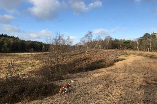 Foto van Thuis in het dansende bos - Vakantiehuis in Garderen - AreaSummer20KM