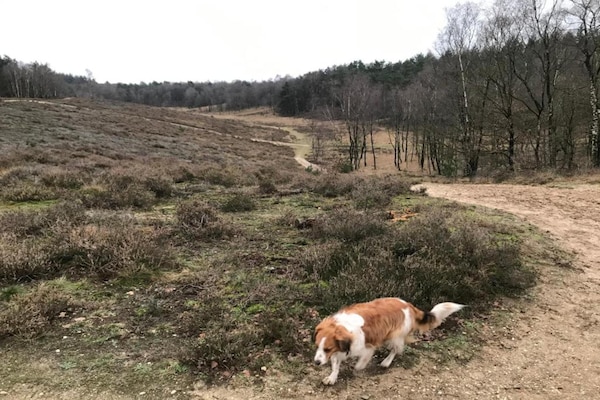 Foto van Thuis in het dansende bos - Vakantiehuis in Garderen - AreaSummer20KM
