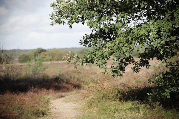 Foto van Thuis in het dansende bos - Vakantiehuis in Garderen - AreaSummer20KM