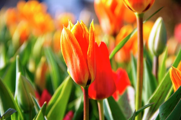 Foto van Vakantiehuis bij kust en bos - Vakantiehuis in Noordwijk - AreaSummer1KM