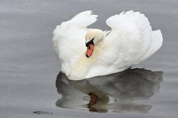 Foto van Historisch grachtenpand in Delft - Vakantiehuis in Delft - AreaSummer20KM