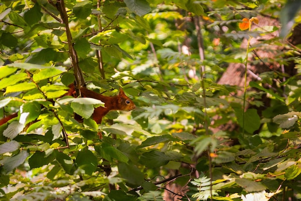 Foto van Bosretraite met open haard - Vakantiehuis in Putten - AreaSummer1KM