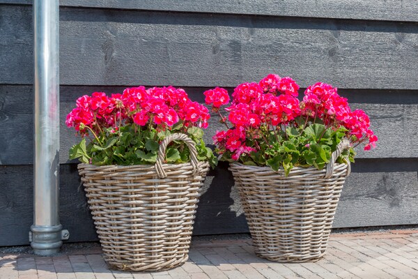 Foto van Landhuis in Vrouwenpolder bij Strand - Vakantiehuis in Vrouwenpolder - Ambiance