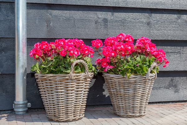 Foto van Vakantiehuis bij Oranjezon Strand - Vakantiehuis in Vrouwenpolder - Ambiance