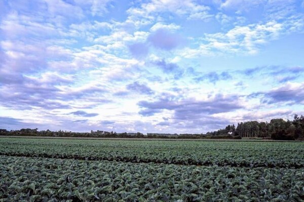 Foto van Vakantiehuis in Vrouwenpolder bij Strand - Vakantiehuis in Vrouwenpolder - AreaSummer20KM