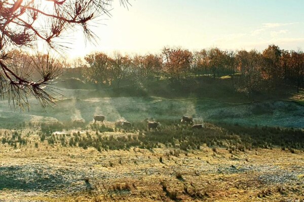 Foto van Modern Domburg Appartement - Vakantiehuis in Domburg - AreaSummer20KM
