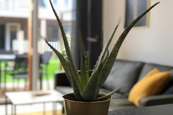 Foto van 4-persoons lodge in tiny house stijl. - Vakantiehuis in Zoutelande - Ambiance